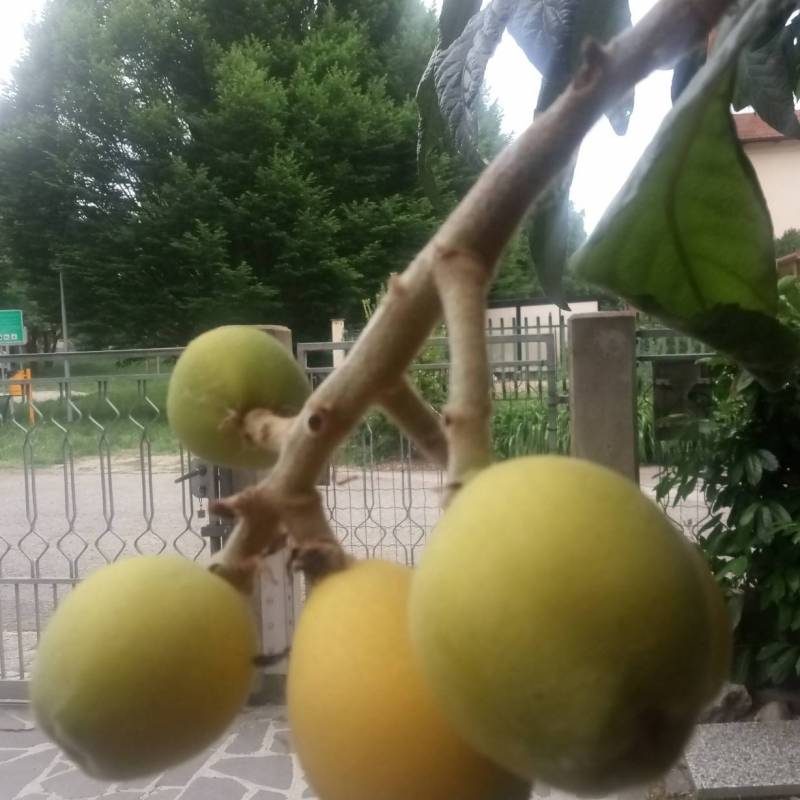 Fotosegnalazione di Mirandola