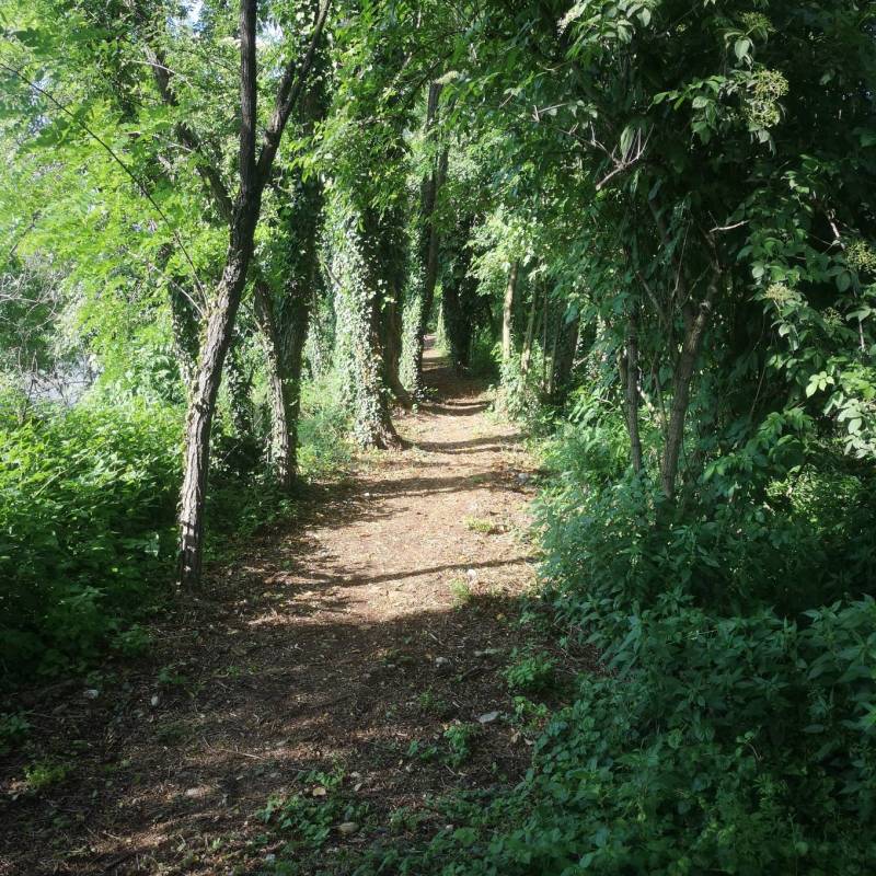 Sotto le fresche frasche