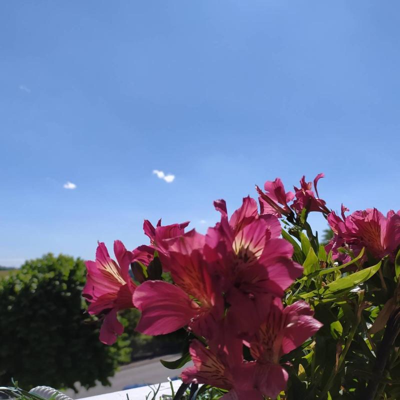 Fotosegnalazione di Terruggia