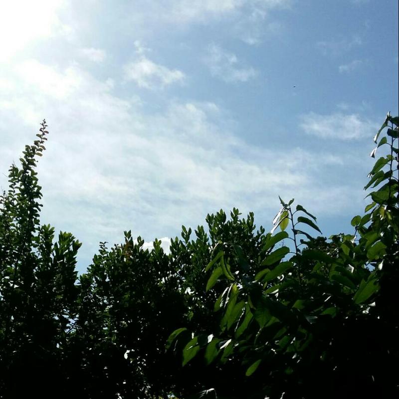 Fotosegnalazione di San mauro pascoli