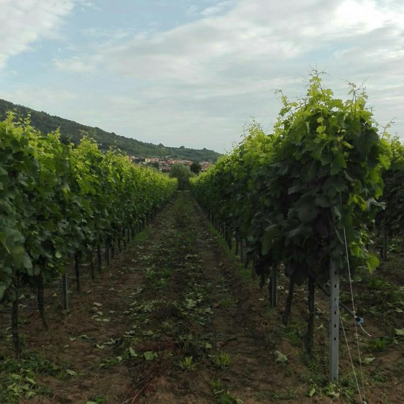 Fotosegnalazione di Lozzo atestino