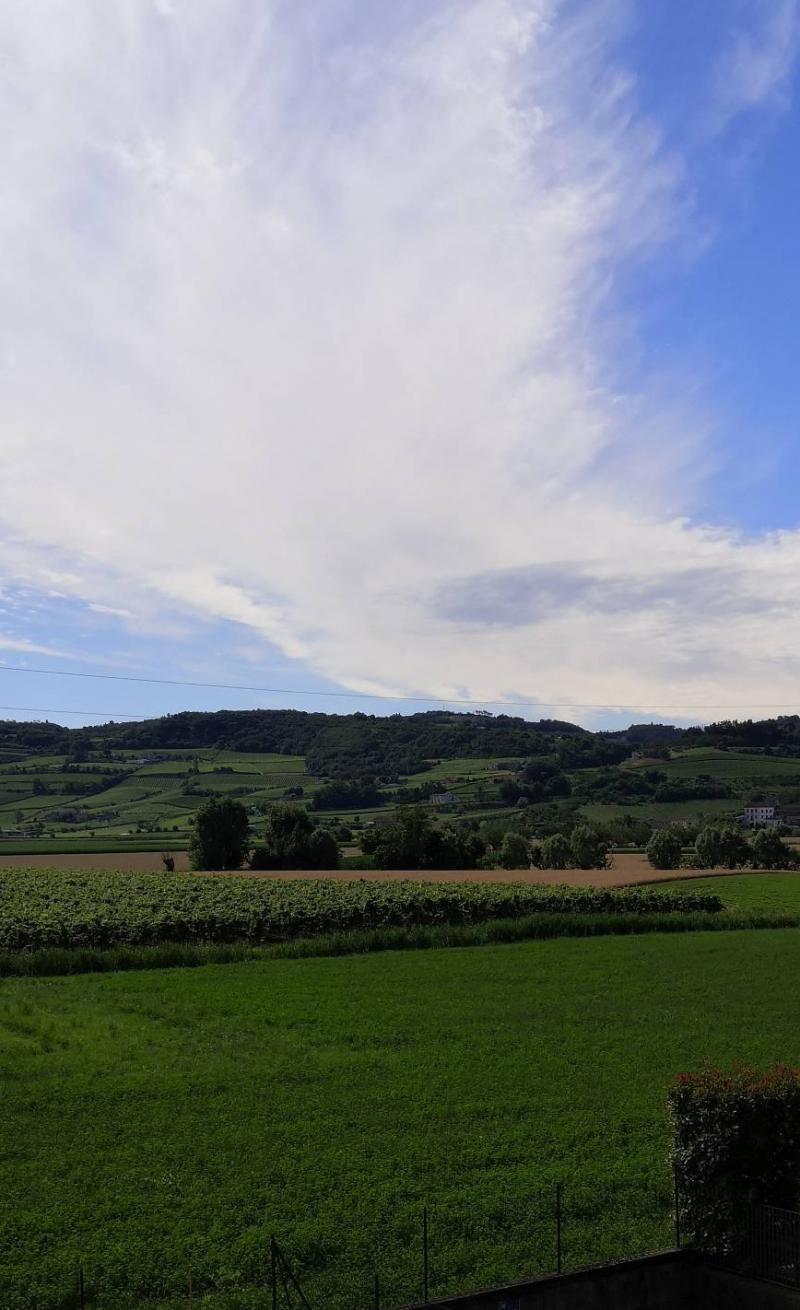 Colli berici