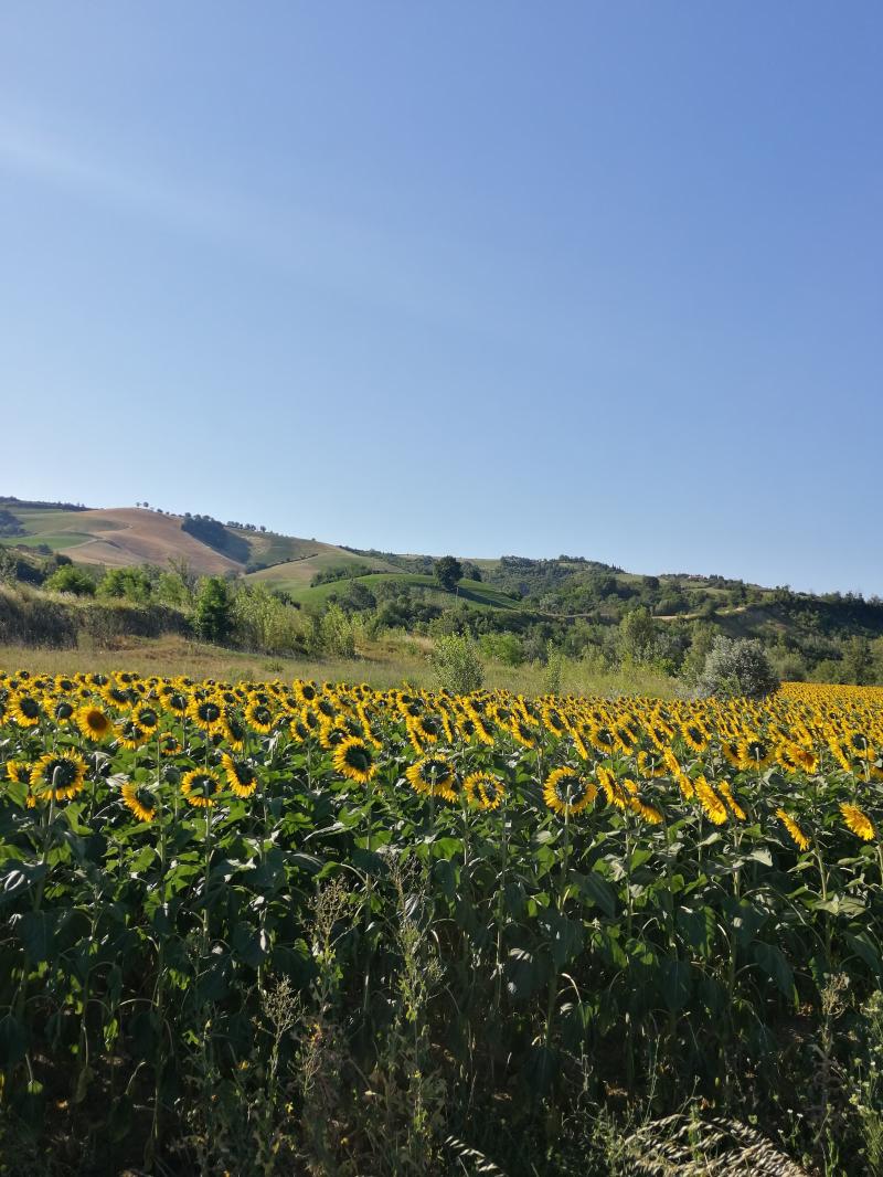 Bellissimo campo di girasoli