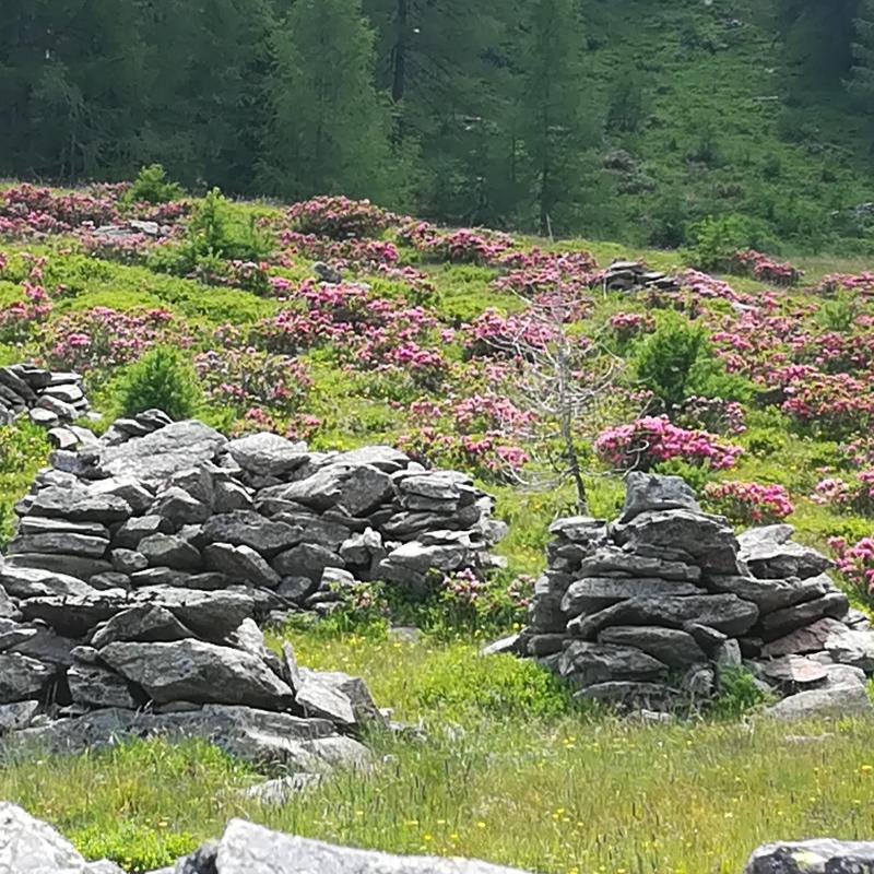 Alpe culino