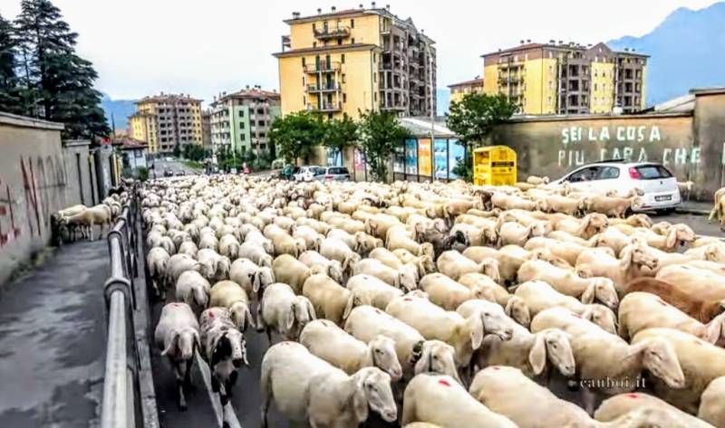 Invasione di pecore a lecco.