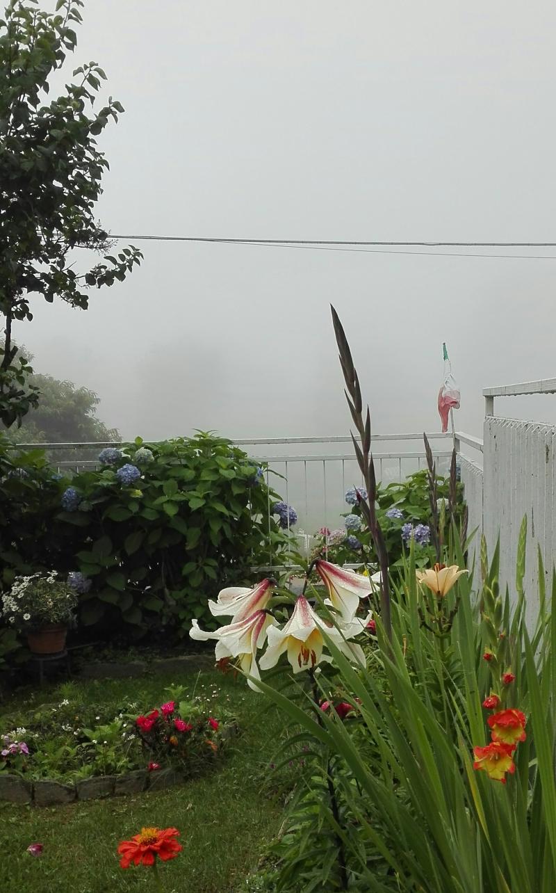 La nebbia sui fiori d'estate