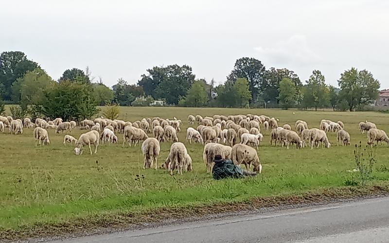 Pecorelle e pastore..