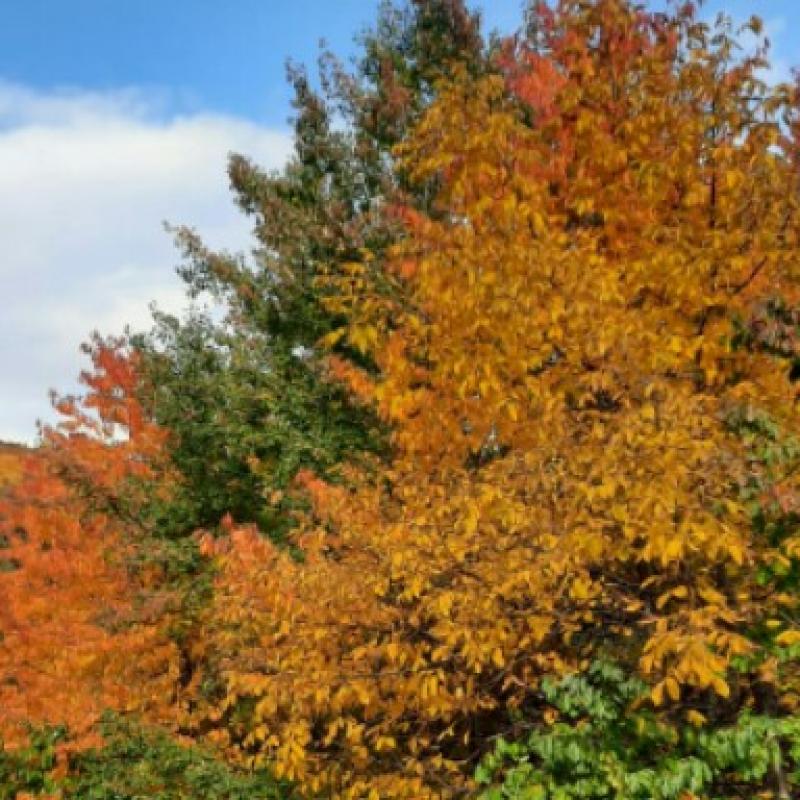 Colori d' autunno 2020
