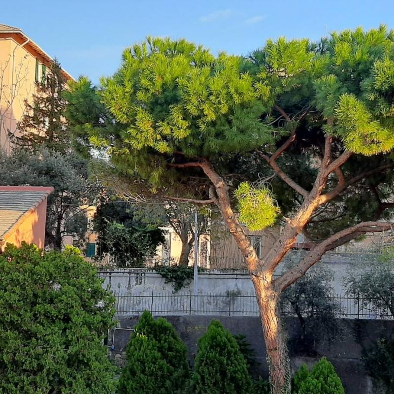 Fotosegnalazione di Genova sturla