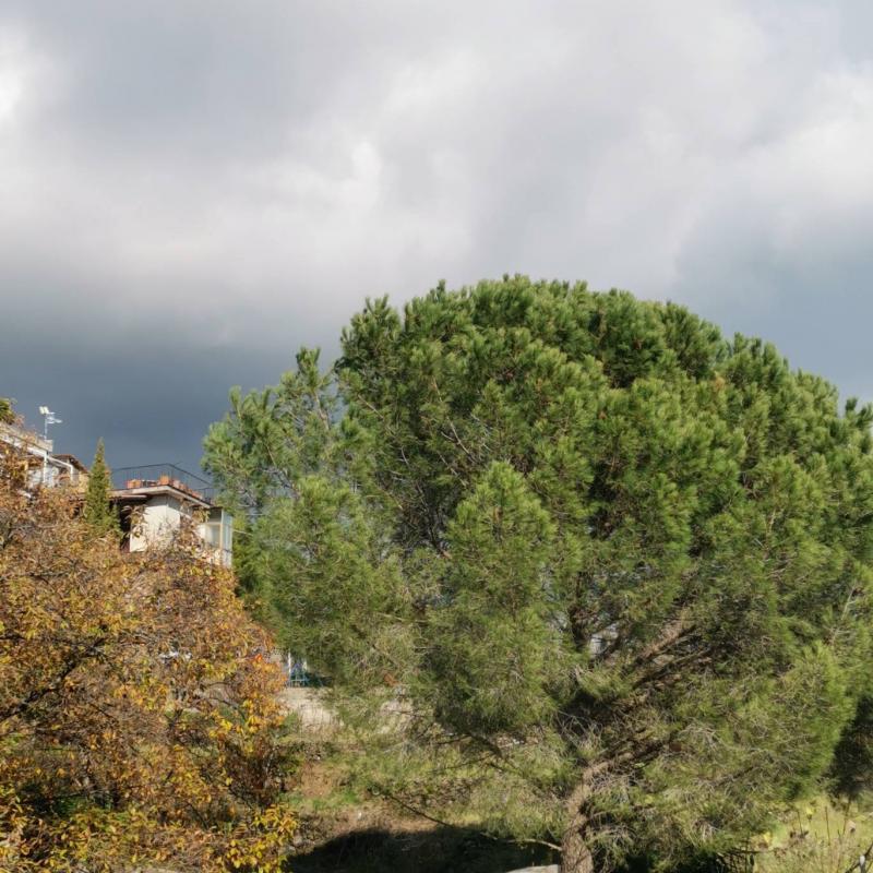 Fotosegnalazione di Zafferana etnea