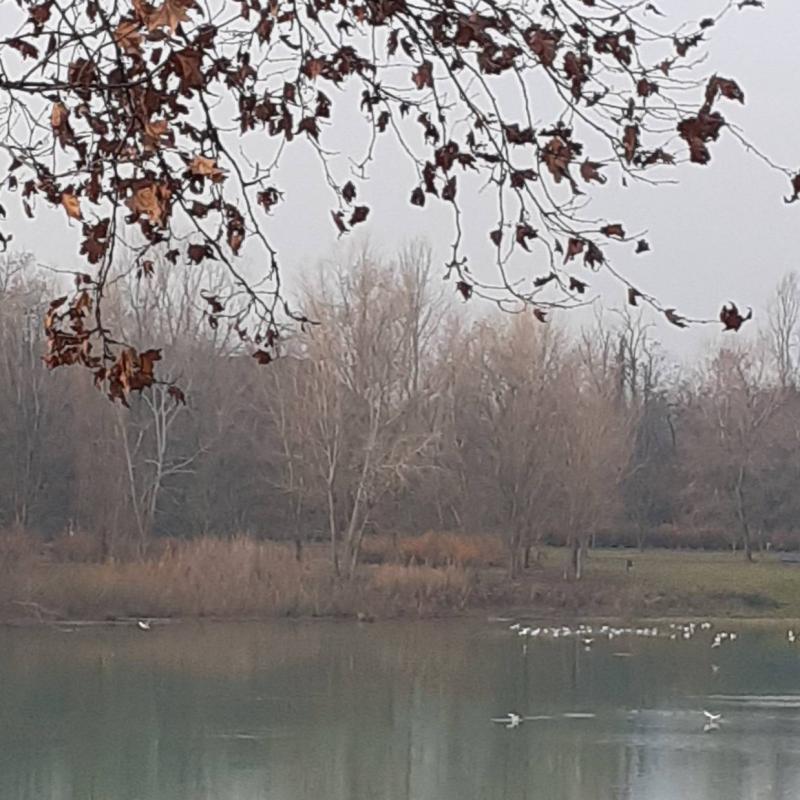 Non so dove i gabbiani abbiano il nido...disse il poeta