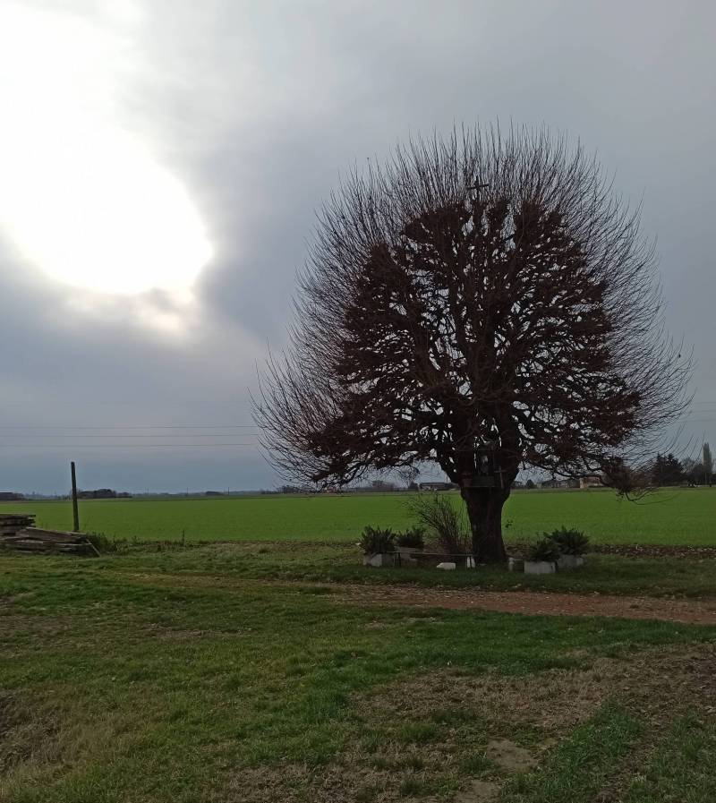 Albero di sant'antonio campagna di sariano