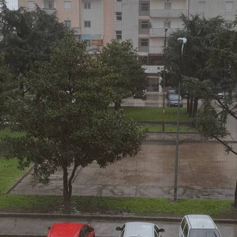 Fotosegnalazione di Pollena trocchia