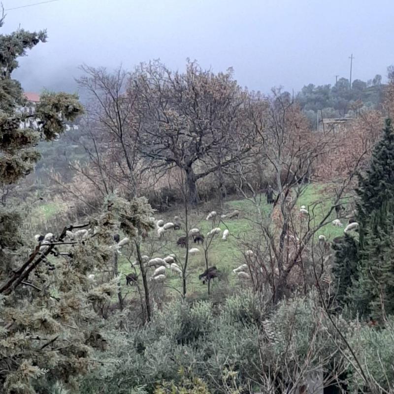 Gregge sotto la pioggia