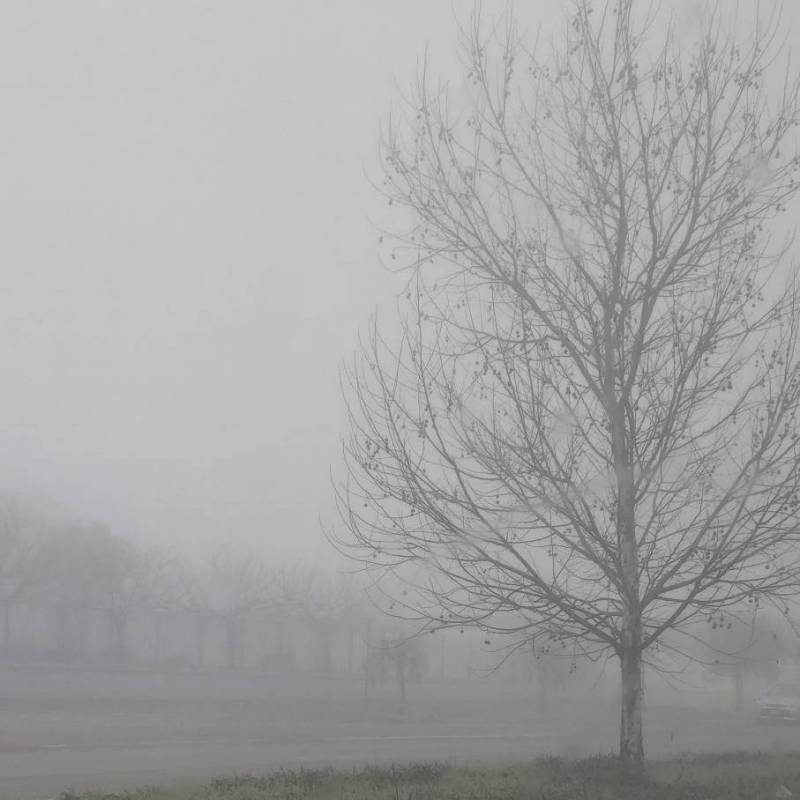 Stamattina la nebbia ci fa compagnia.