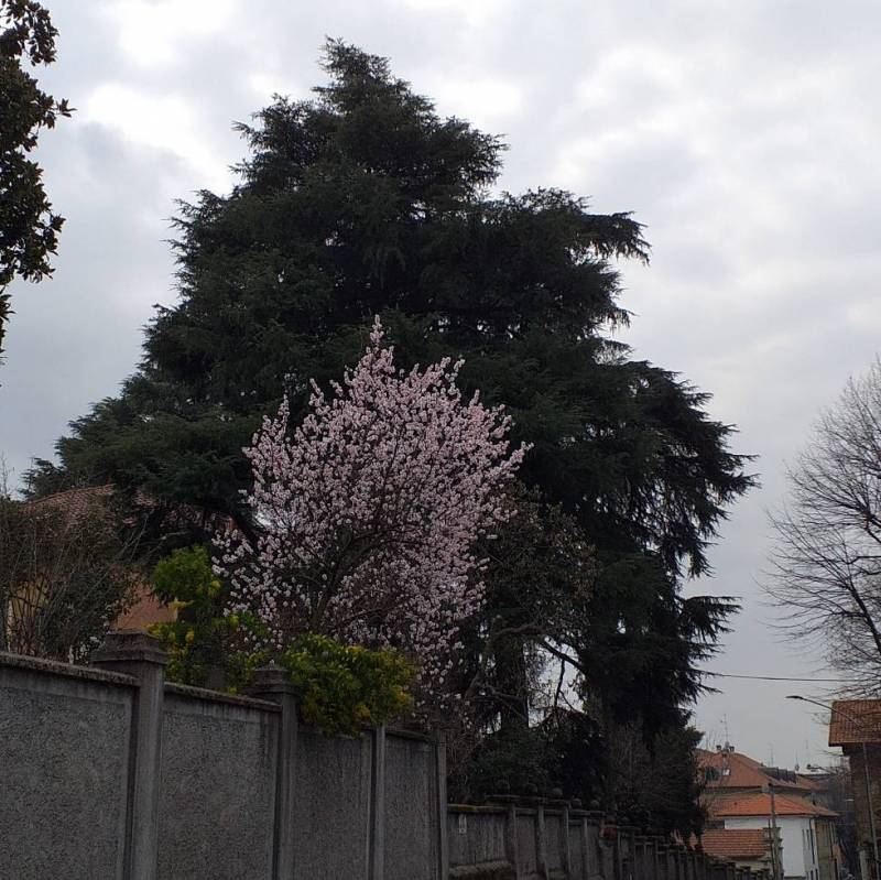 Fotosegnalazione di Cerro maggiore
