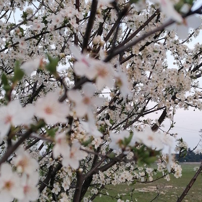 Primavera in anticipo