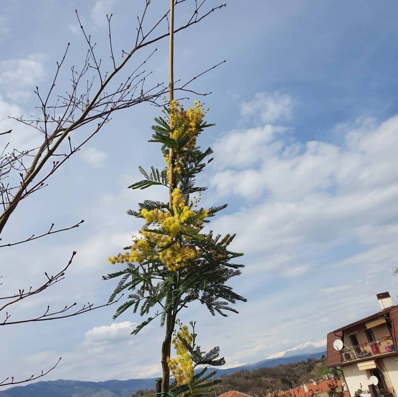 Una mimosa per tutti