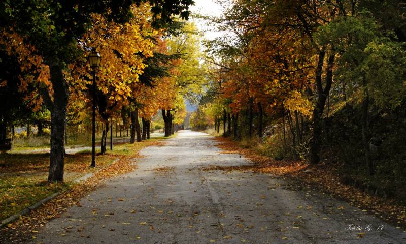 Viale in autunno.