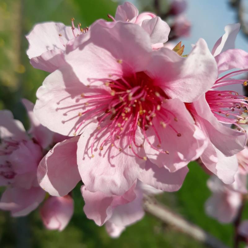 Pesco in fiore