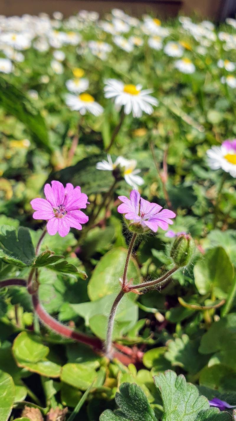 Prati di margherite punteggiato di rosa..