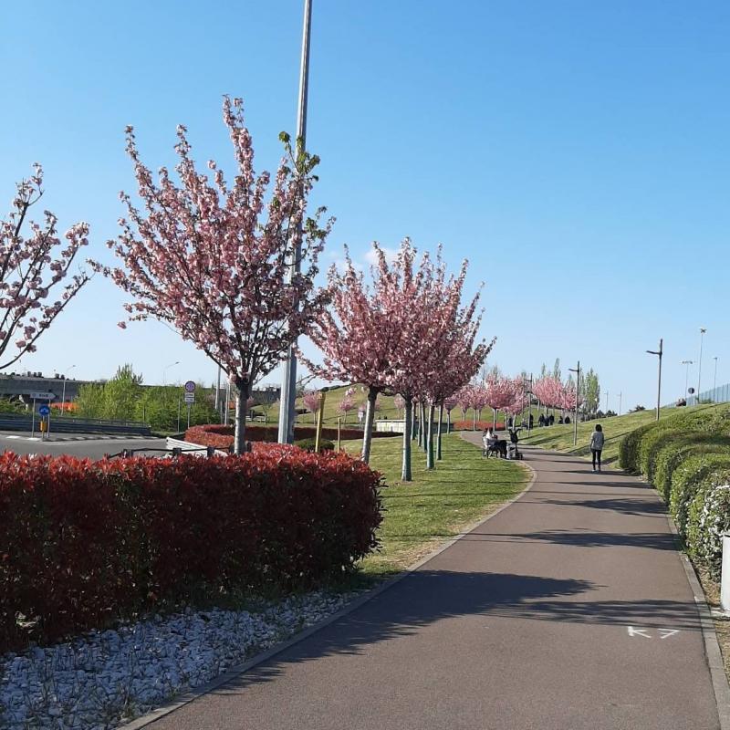 Fotosegnalazione di Rho