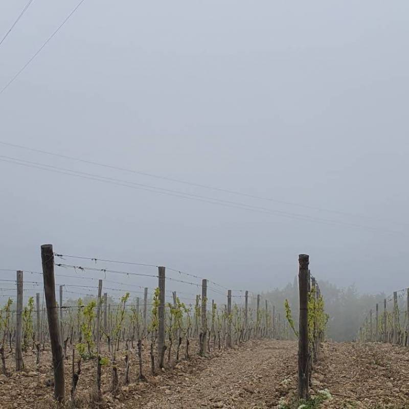 Fotosegnalazione di Gaiole in chianti