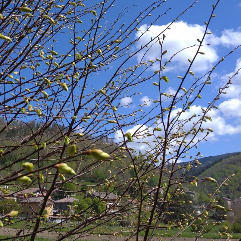 Fotosegnalazione di Montepiano