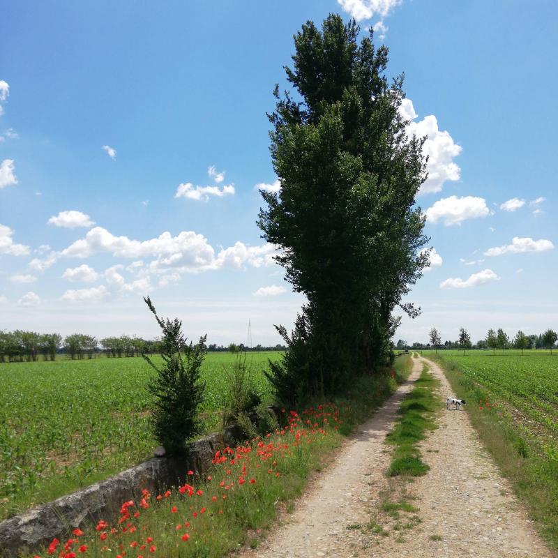 Fotosegnalazione di Travagliato