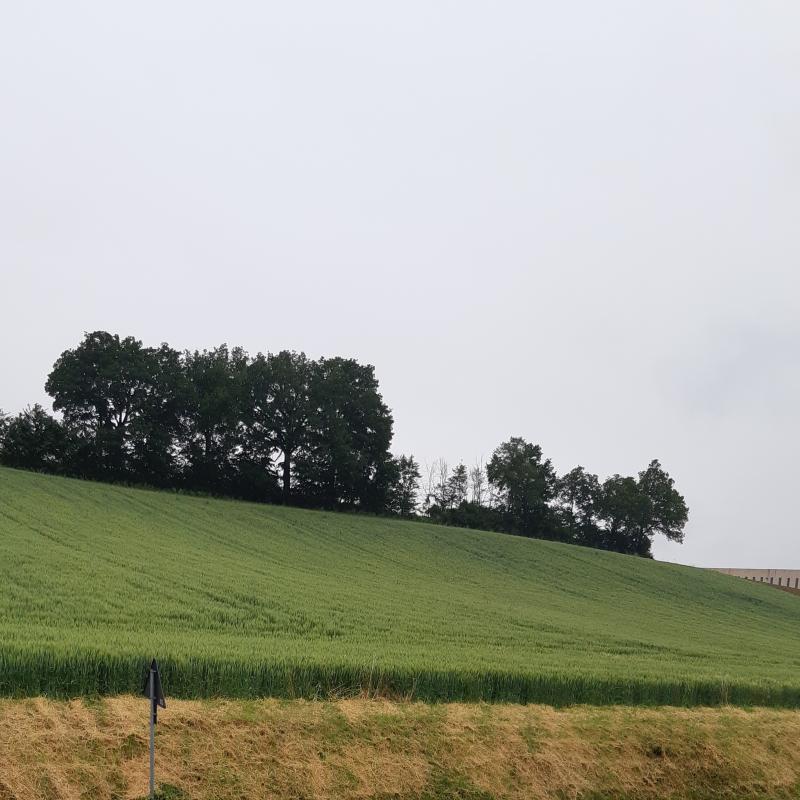 Fotosegnalazione di Alseno