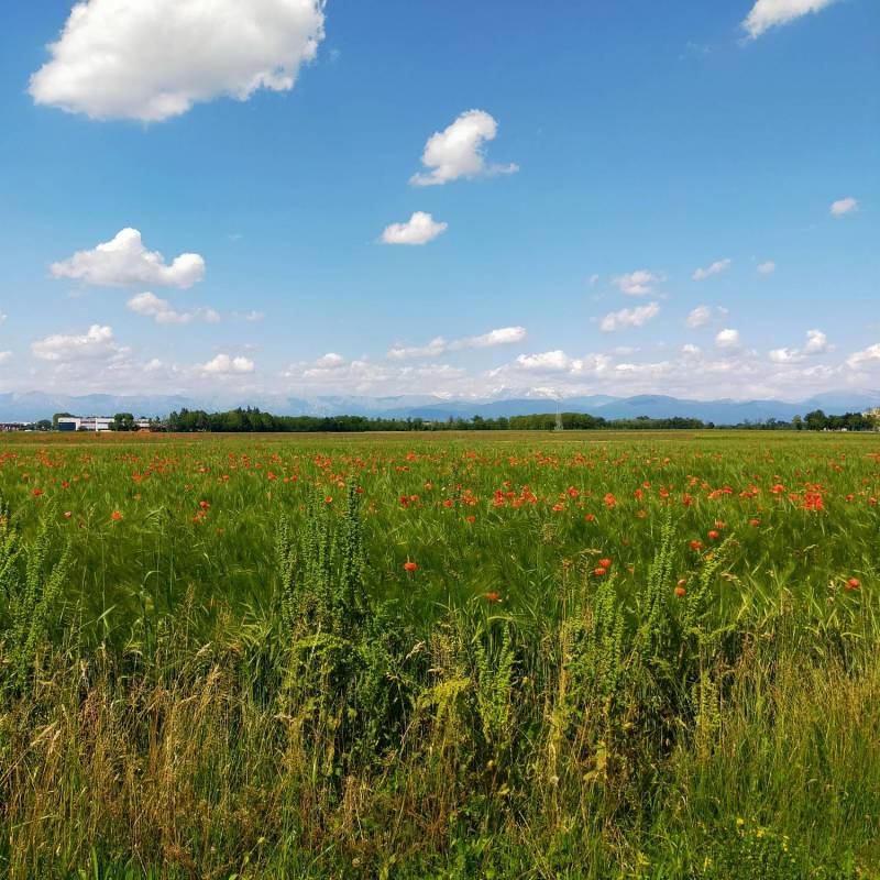 Il m.te canin da pavia di ud