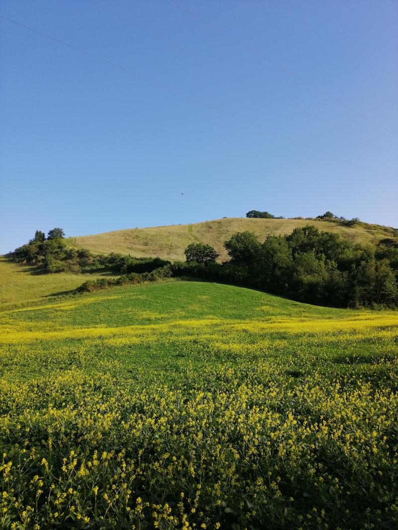 Le colline sono in fiore.
