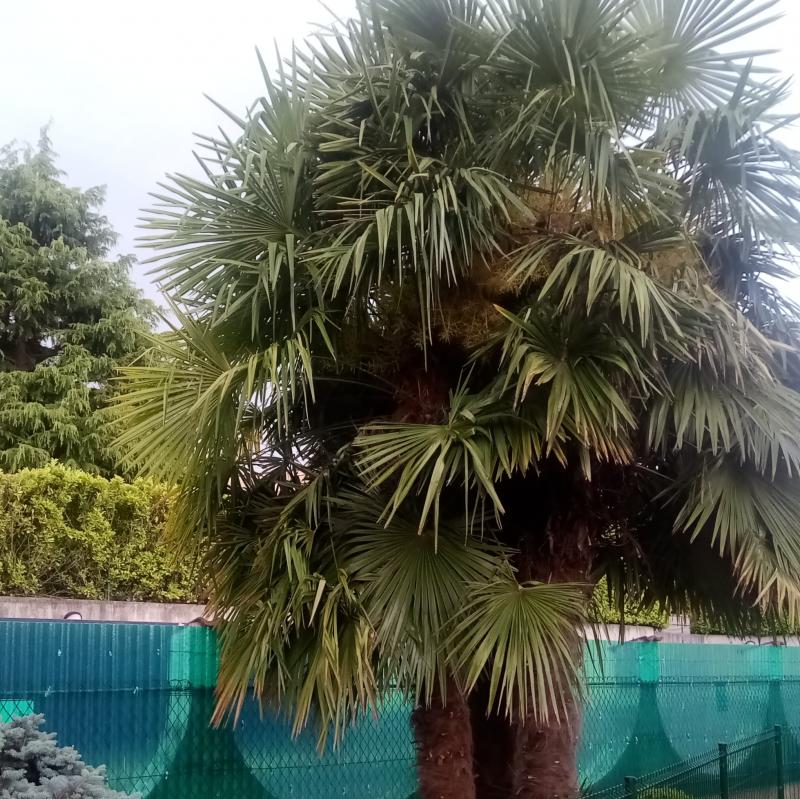 Fotosegnalazione di Appiano gentile