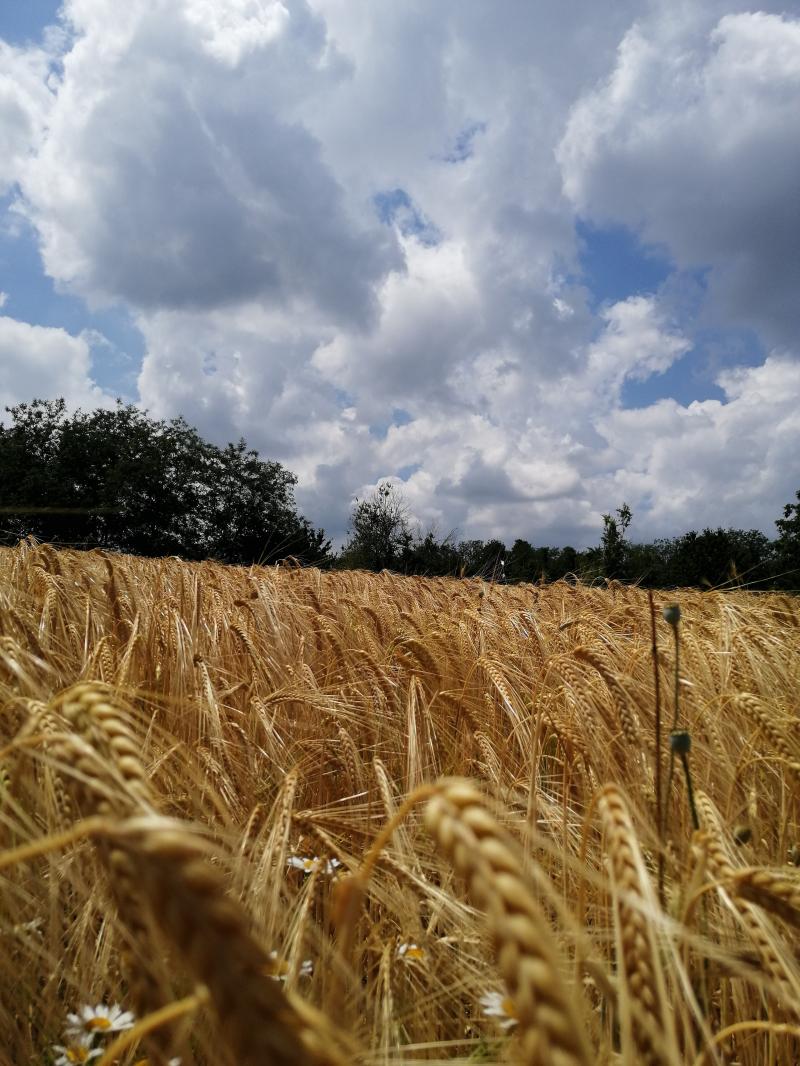 Anche oggi nuvole in arrivo.
