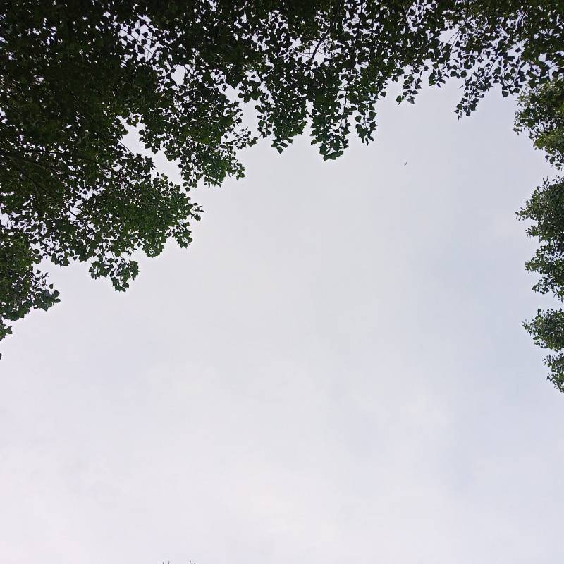 Fotosegnalazione di Cerviavventura