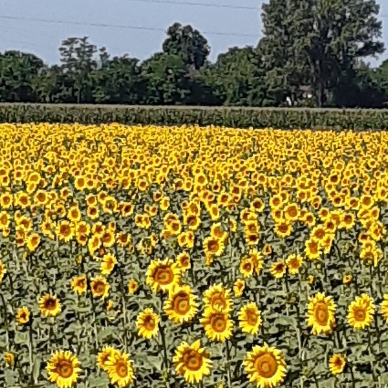 Una gita in campagna
