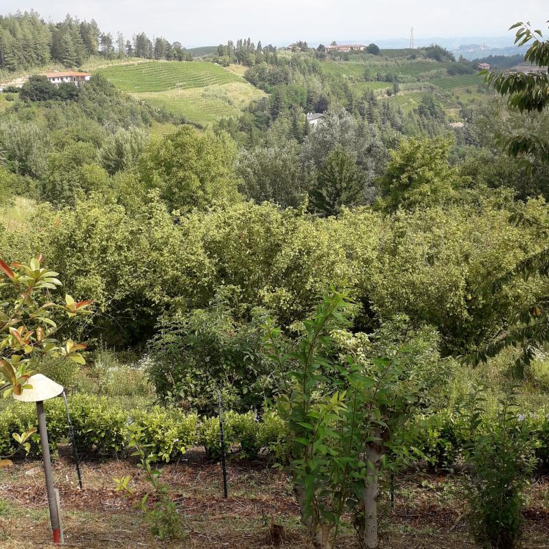 Fotosegnalazione di Cassinasco