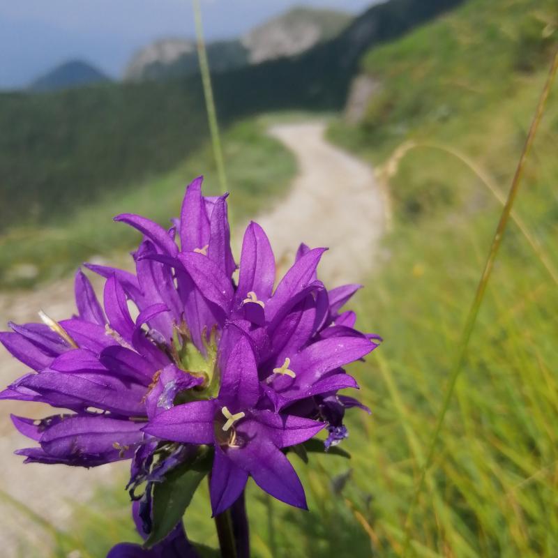 I fiori di tiziano... volta di pilato