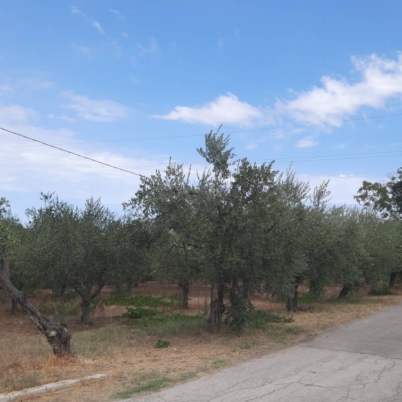 Fotosegnalazione di Crecchio