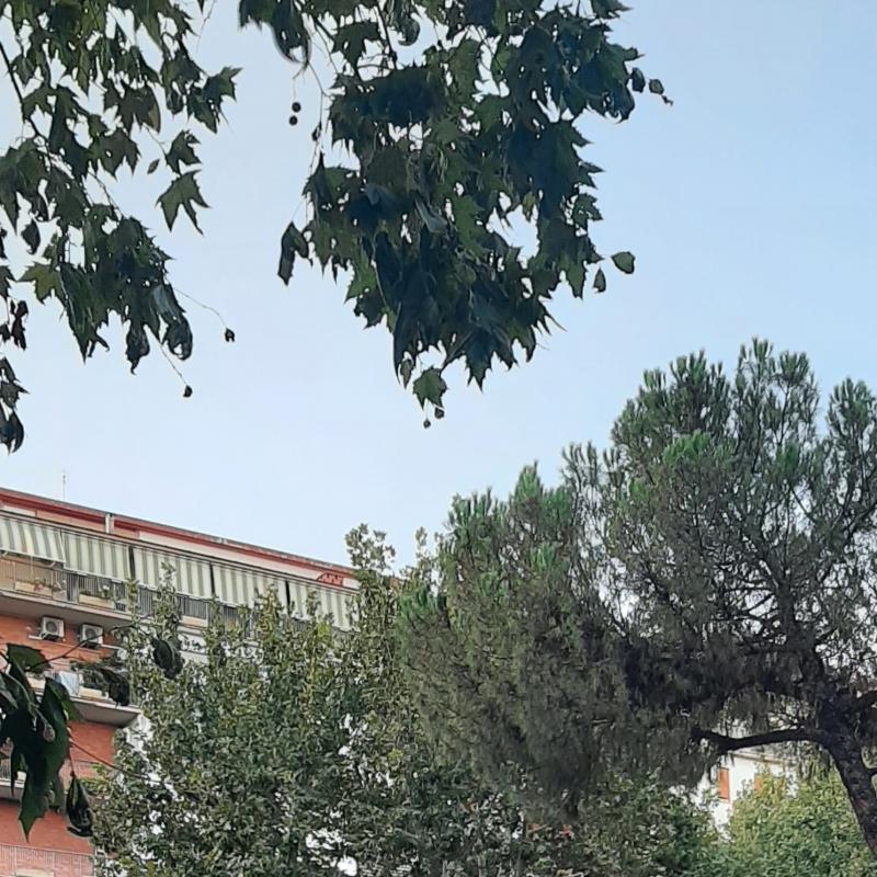 Fotosegnalazione di Roma tiburtino