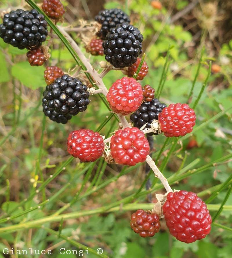 Rubus ulmifolius - costa di lese by g.congi