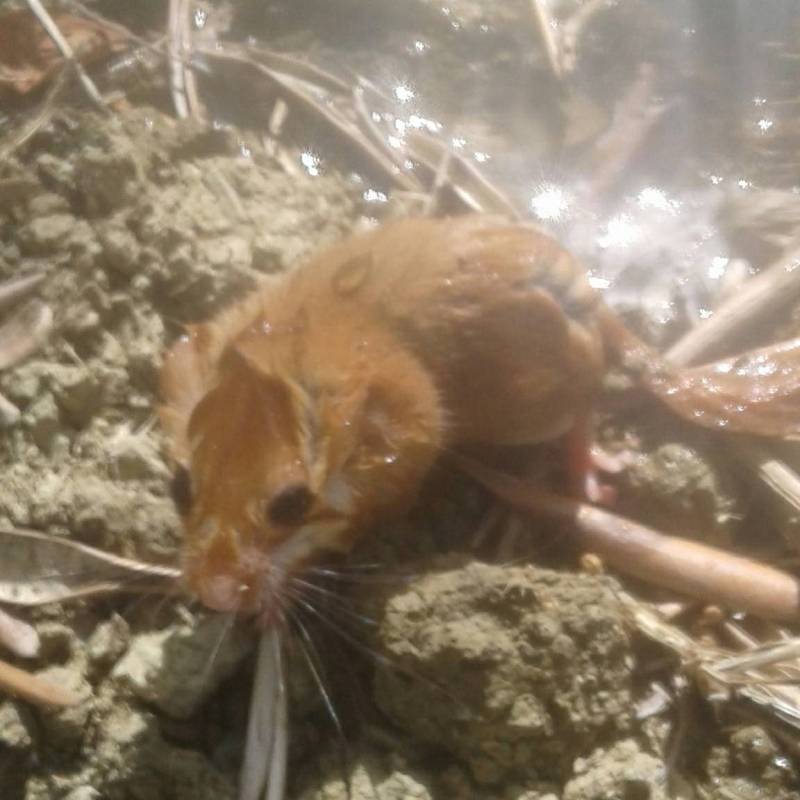 Animali autunnali