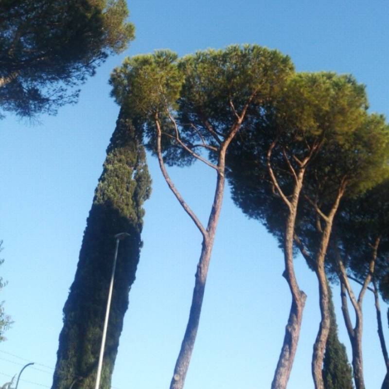 Fotosegnalazione di Roma gianicolense suburbio