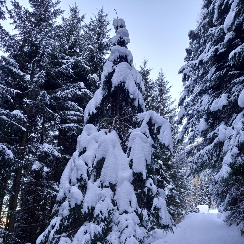 Abete coperto di neve