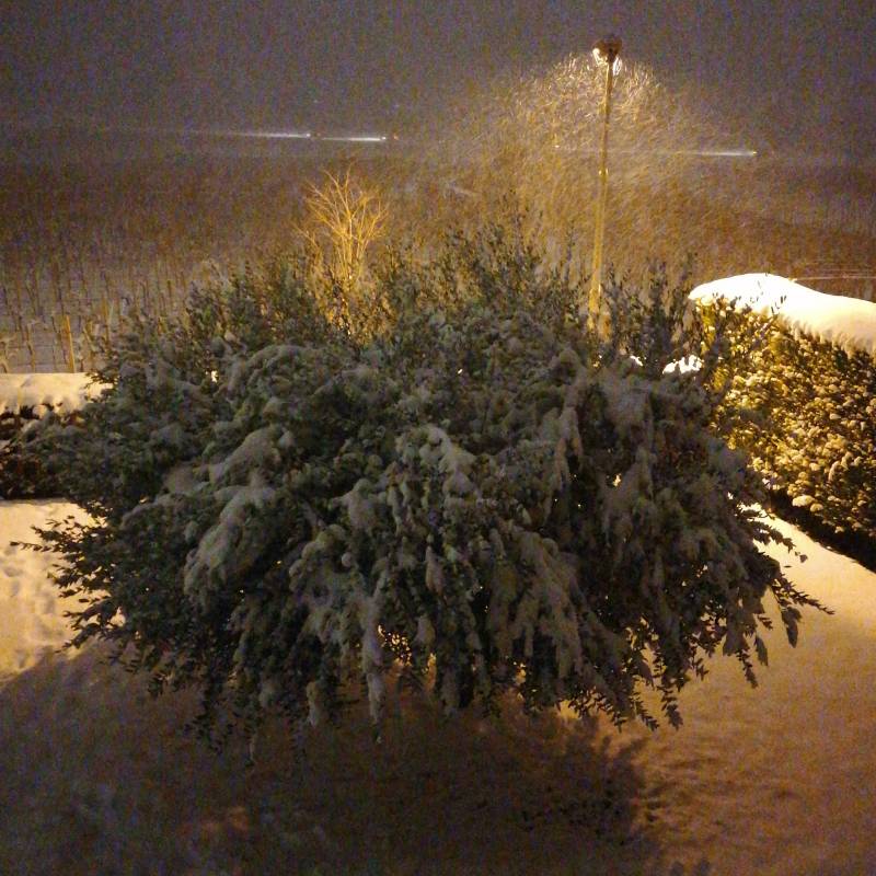 Olivo innevato
