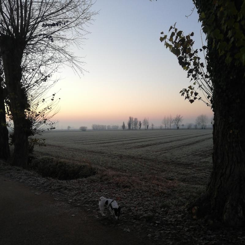 Fotosegnalazione di Travagliato