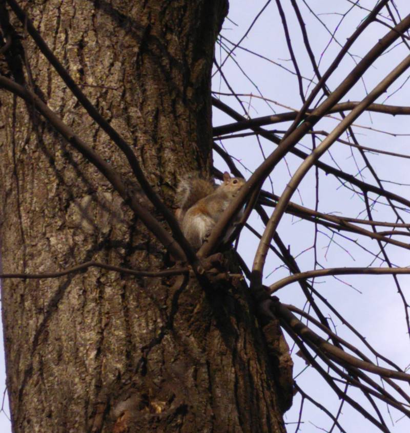I scoiattoli di parco lura