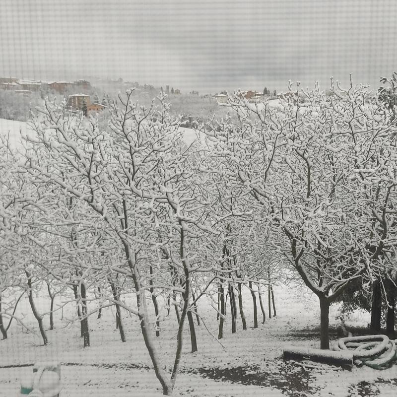 nevicata