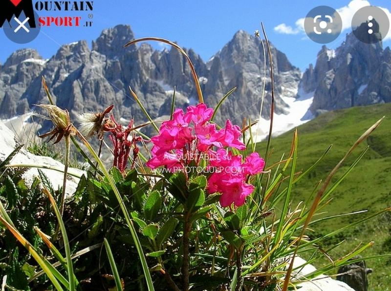 Fotosegnalazione di marone