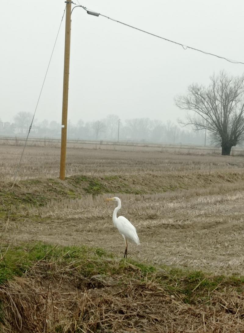 Gudo e un po' di nebbia